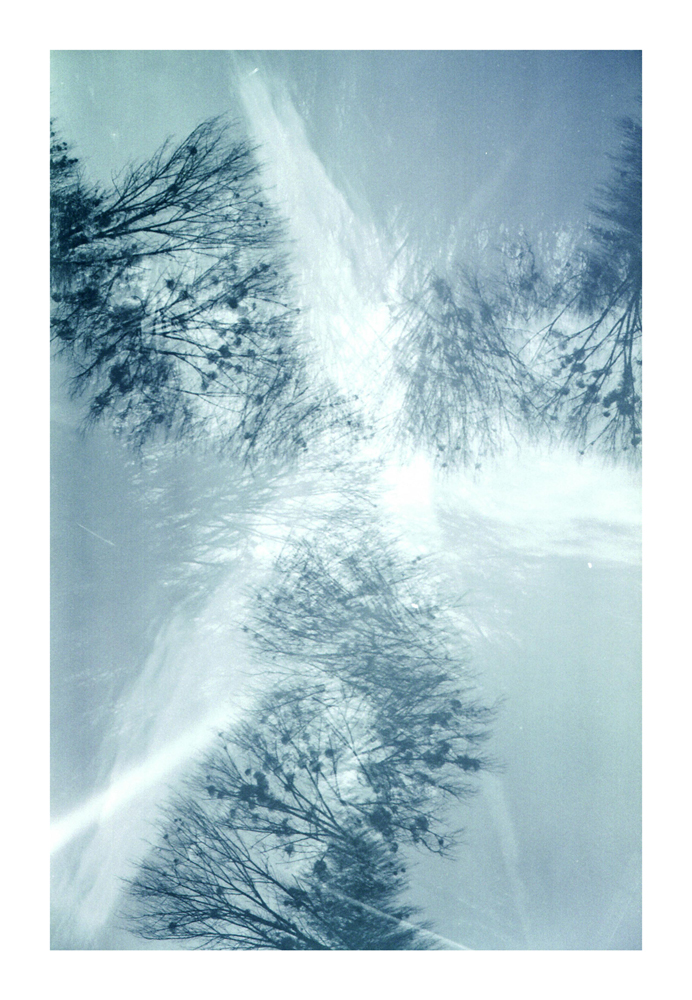 Branches_1