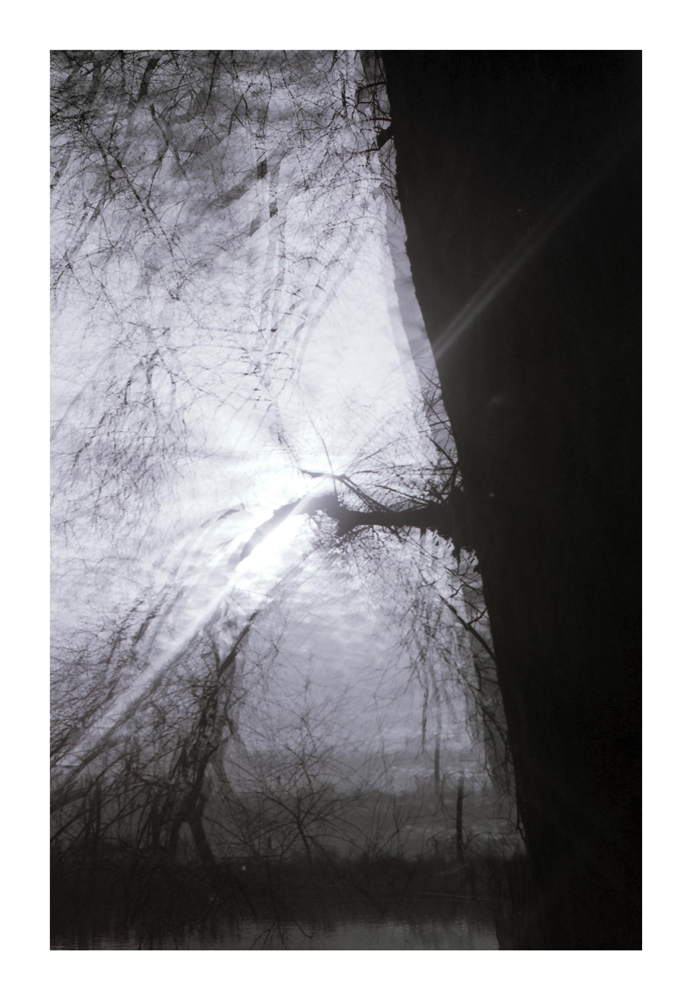 Branches_6