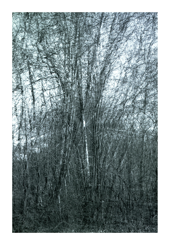 Vergessener_Wald_1