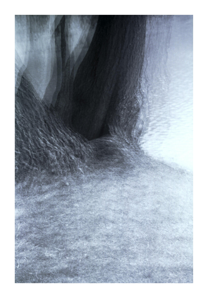 Baum2
