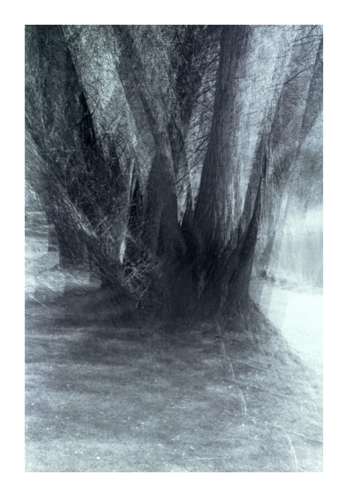 Baum3