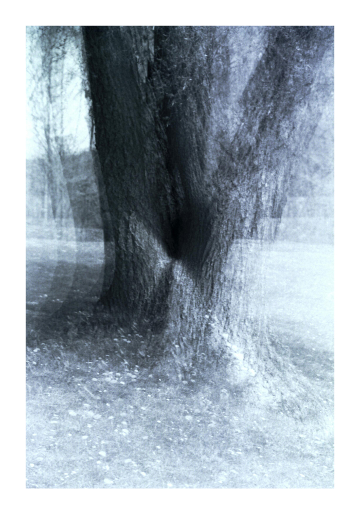 Baum4