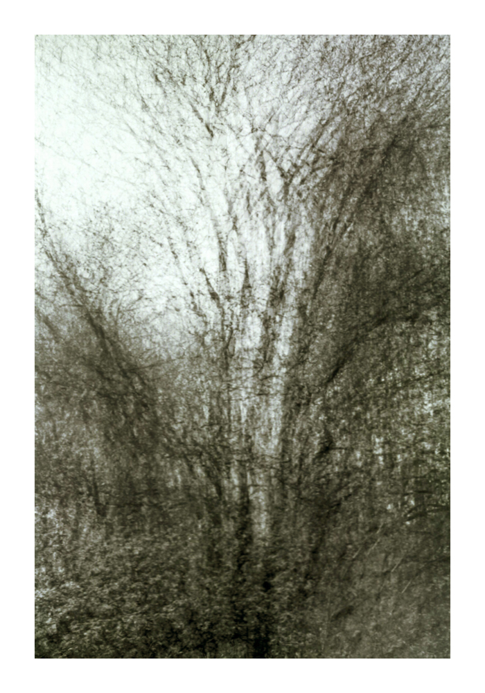 Baum8