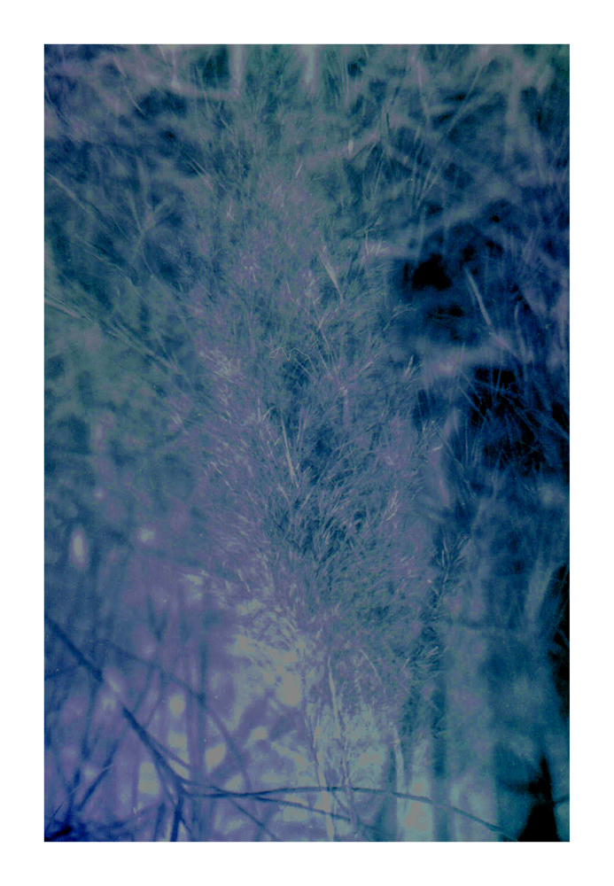 Pflanze1