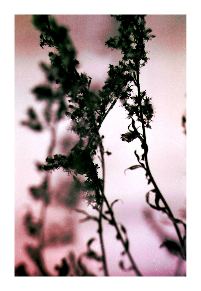 Pflanze2