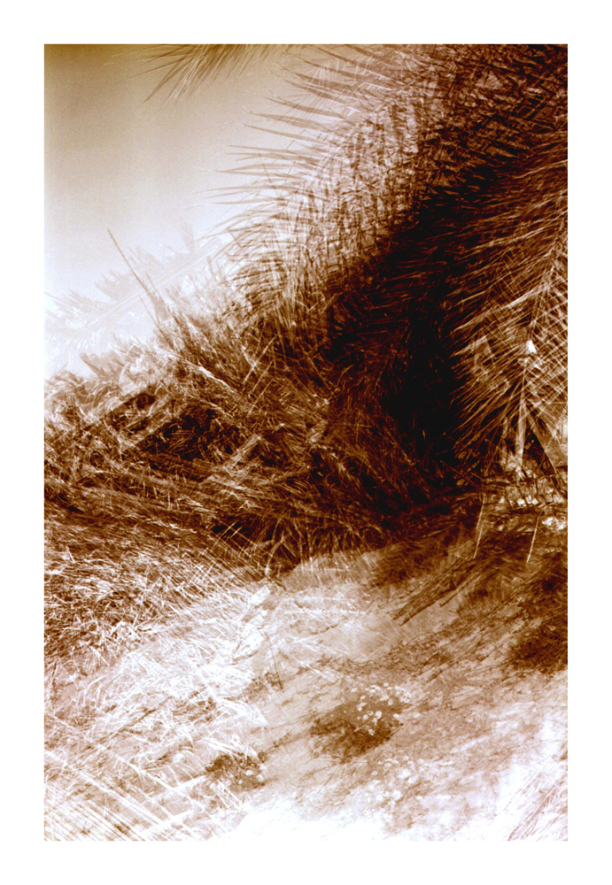 desert_nature04