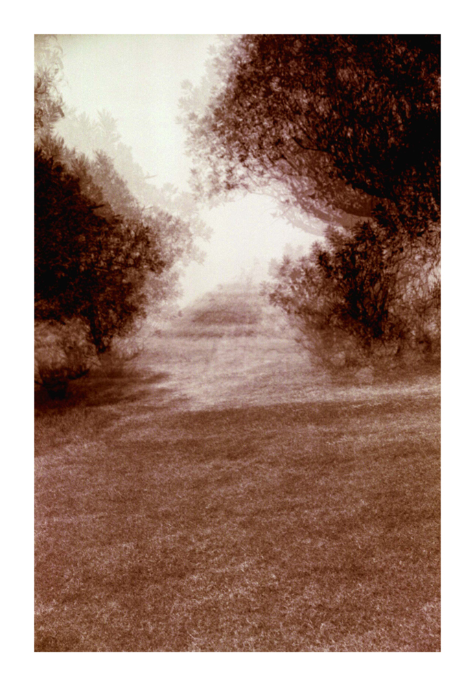 desert_wood1