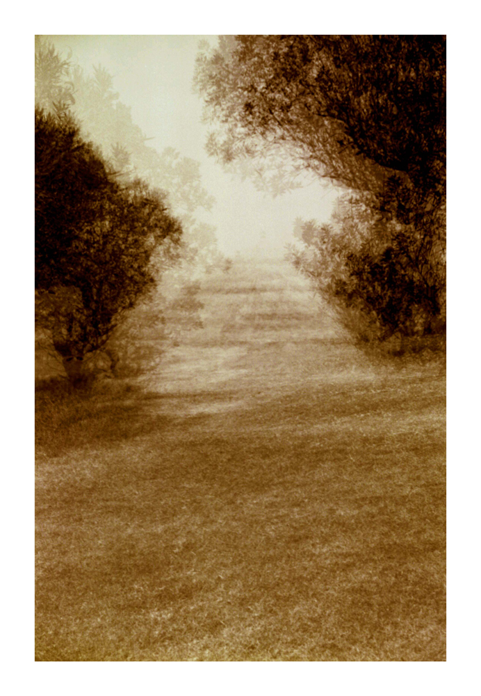 desert_wood2