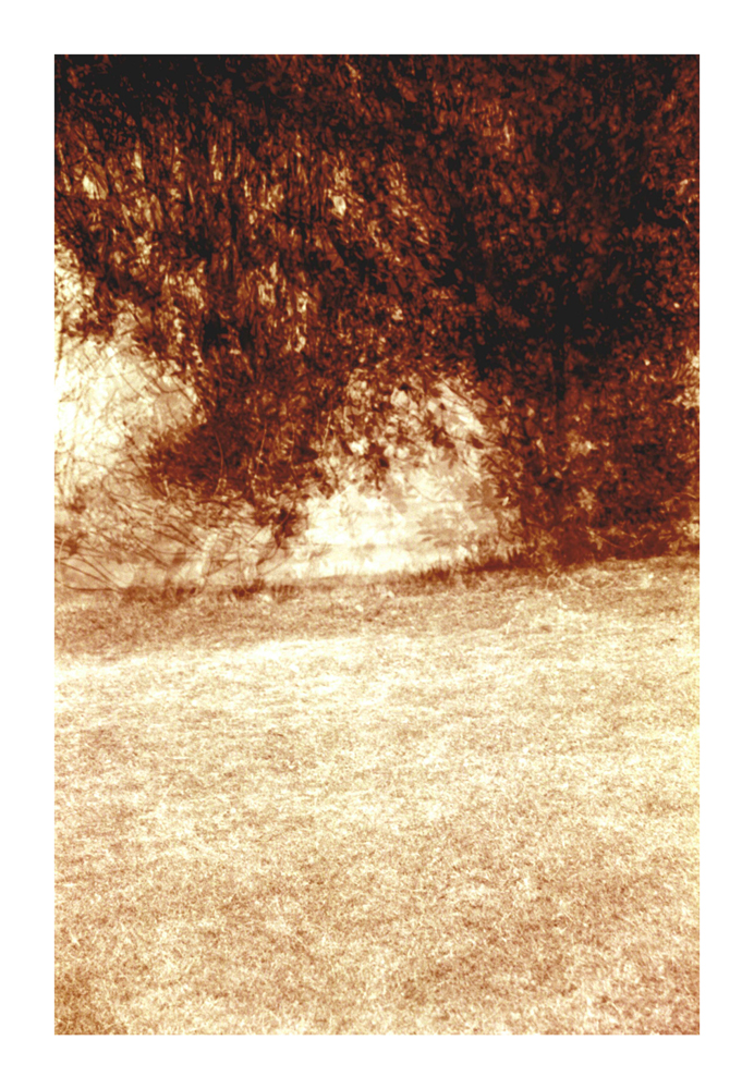 desert_wood3