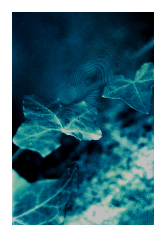 protist11
