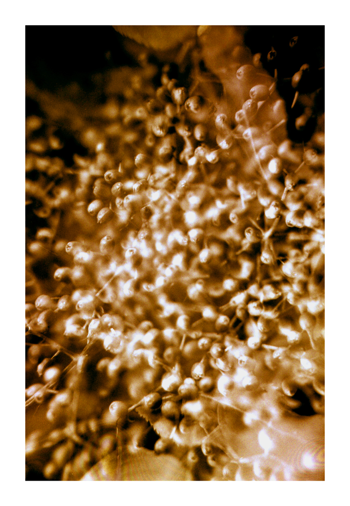 protist6