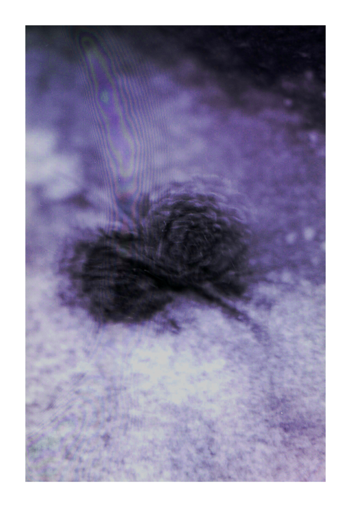 protist8