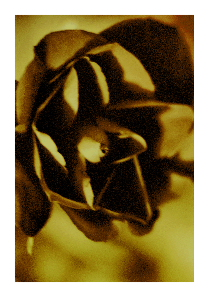 rose-bud_01g
