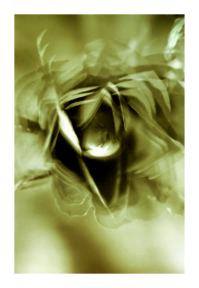 rose-bud_15a
